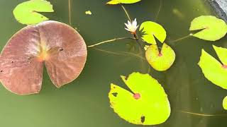 Nymphaea dimorpha syn Nymphaea minuta  nénuphar endémique de Madagascar [upl. by Ulane72]