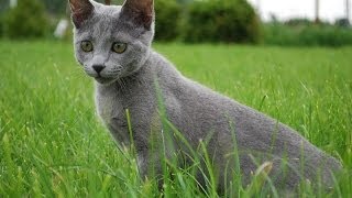 Animal Planet  Cats 101  Russian Blue [upl. by Talbot]