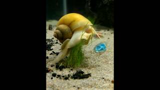 Snail pooping [upl. by Nacul]