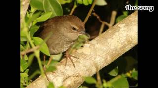 Barratts Warbler two calls [upl. by Borman752]