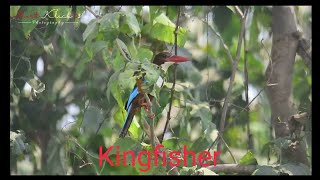 Short Klick 03 kingfisher [upl. by Lela]