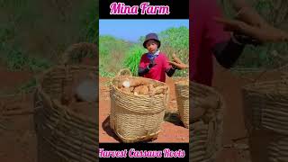 Harvest cassava roots and bring them to the market to sell [upl. by Ettigirb]