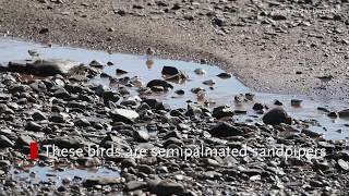 Inside the annual semipalmated sandpiper migration in the Bay of Fundy [upl. by Leval]