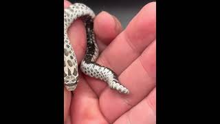 Axanthic baby western hognose snake explorepage hognosesnake colubrid snakevideo snake [upl. by Bibby]