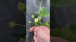 Removing the flowers of DayNeutralAnnual Strawberry Plants [upl. by Swagerty]