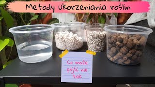 Metody ukorzeniania roślin i co może pójść nie tak [upl. by Dadelos407]