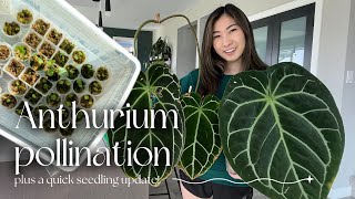 Pollination for beginners  my little seedling farm update and care [upl. by Imehon948]