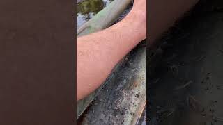 Nice Gar Release gar garfishing kayakfishing pelicankayak [upl. by Pascia47]