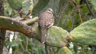 Inca Dove and its Call [upl. by Edelman]