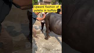 MPD l upward fixation of patella in buffalo l dr Umar khan [upl. by Hterag]