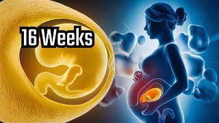 Incredible Journey Of A Baby Inside The Womb [upl. by Jamal]