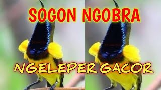 Sogon Ngobra Ngeleper Gacor [upl. by Adamina]