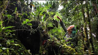 FIELD TRIP WITH PATRICK BLANC IN PAPUA NEW GUINEA  HIGHLANDS [upl. by Veda]