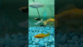 Fish tank 🐬aquarium 🐟fishtank fish guppy betafish fishaquarium beta [upl. by Enogitna]