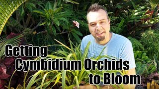 Getting Cymbidium Orchids to Bloom [upl. by Satterfield426]