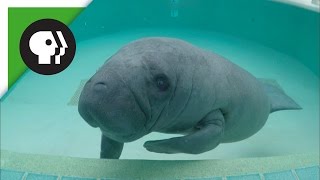 Meet the Manatees [upl. by Ahsla]