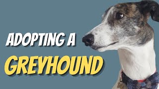 Adopting A Retired Racing Greyhound [upl. by Kalb669]