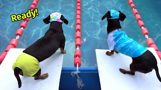 The Wienerlympics  Cute amp Funny Wiener Dog Video [upl. by Schwab]