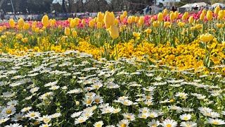 floriade canberra 2024 [upl. by Maeve]