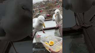 Giving My Pet Seagull Eggy Lips [upl. by Elagibba]