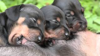 Cute Dachshund Puppies Suckling [upl. by Neomah]