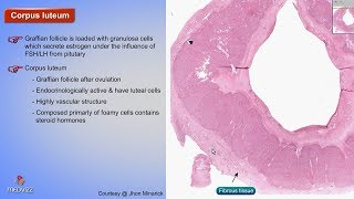 Histology of Corpus luteum  Shotgun Histology [upl. by Sialac]