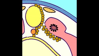 Embryology Somitogenesis Turning Paraxial Mesoderm into Dermatome Myotome and Sclerotome [upl. by Jarrod]