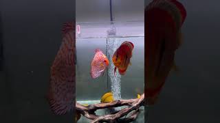 Feeding Beautiful Discus Fish [upl. by Astraea]