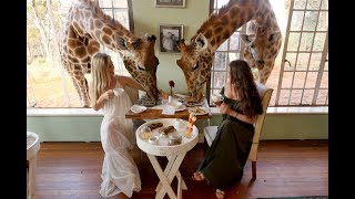 Giraffe Manor Kenya [upl. by Ligriv]