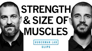 Building Strength vs Building Muscle Size Hypertrophy  Dr Andy Galpin amp Dr Andrew Huberman [upl. by Olen915]