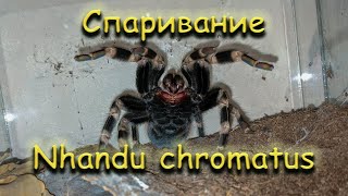 Спаривание пауков птицеедов Nhandu chromatus [upl. by Yznel]