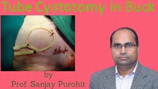 Tube Cystotomy in Bucks Clinical Procedure Lecture 2 by Prof Sanjay Purohit tubecystotomy [upl. by Charlton554]