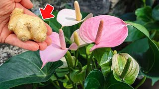 Please do this urgently Your anthurium will bloom brilliantly all year round [upl. by Aidaas]