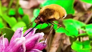 Bombylius Major  The DarkEdged BeeFly [upl. by Carrnan]