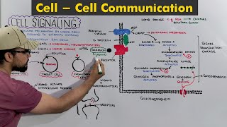 Cell signaling Cell to cell communication  body coordination [upl. by Elish]