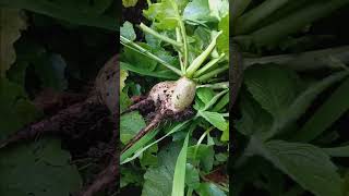 Radish Harvest 12th October 2024 shorts garden gardening allotment [upl. by Adamina]