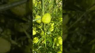 Lovely  Balloon Plant  Gomphocarpus physocarpus flowers nature plants [upl. by Adaven]