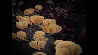 First Nations PhD candidate leads the way on native fungi [upl. by Amlet350]