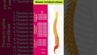 Human vertebral column  Vertebral column shortsshortsfeed [upl. by Edrahc]