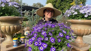 Successful Tips About Senetti Cineraria with Sarah Smith [upl. by Reta]