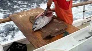 How to filet a fresh Tuna [upl. by Nolrah]