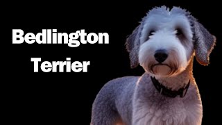 Bedlington Terrier Get ready to embark on a journey into the world of the Bedlington Terrier [upl. by Eartha]