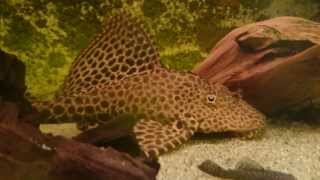 L165 Pterygoplichthys gibbiceps  Xperia Z1 Testvideo 1080p [upl. by Wessling]