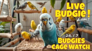 Live Budgie Cam 247 Budgies Cage Watch Soothing Bird Sounds amp Colorful Flock [upl. by Philipa191]