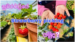 Strawberry picking 🍓🍓 Sen horti strawberry farm 🍓 Nuwara eliya 👫❤️🛵 [upl. by Araet301]