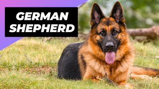 German Shepherd 🐶 What To Expect As A New Owner [upl. by Mcwilliams]