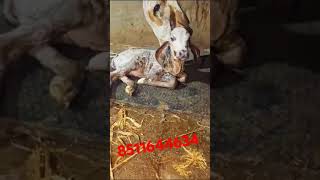 Gir cow 2 lactation female calf milk record 8  8 for Sell 8511644634 [upl. by Attener]