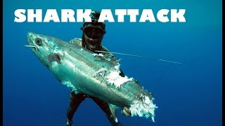 SPEARFISHING amp SHARKS in Red Sea [upl. by Leidgam370]