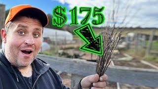 The Most Profitable Farm Crop TREES [upl. by Aniez986]