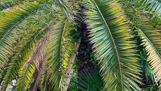 Trimming Date Palms and clean up 🌴🌳🚛 [upl. by Amethyst]